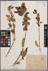 Foto von Salix cinerea subsp. atrocinerea (Brot.) Guinier